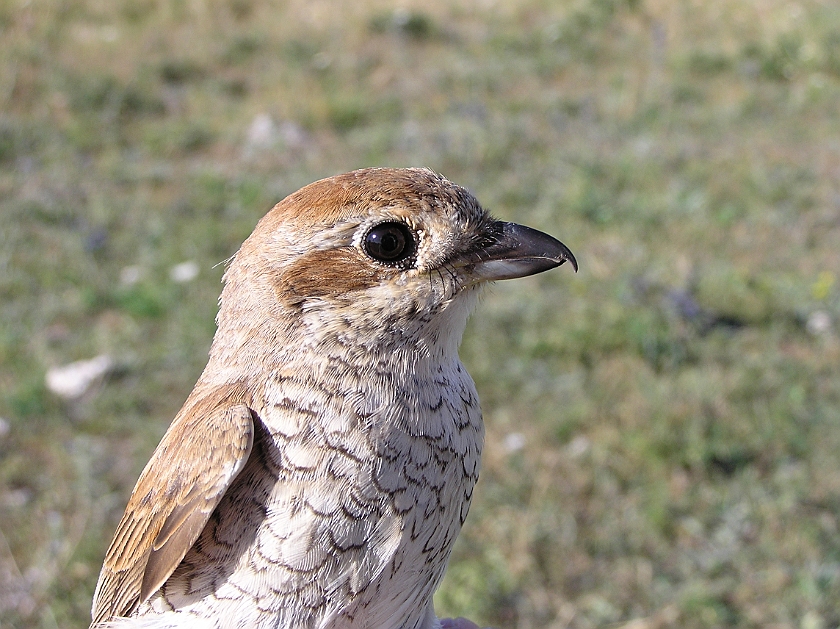 Red-backed Shrike, Sundre 20080730